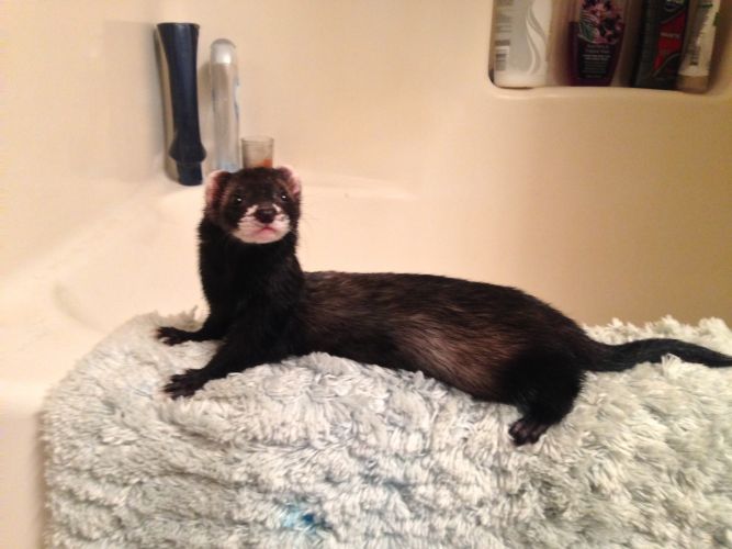 Ferret rescue 2024 near me