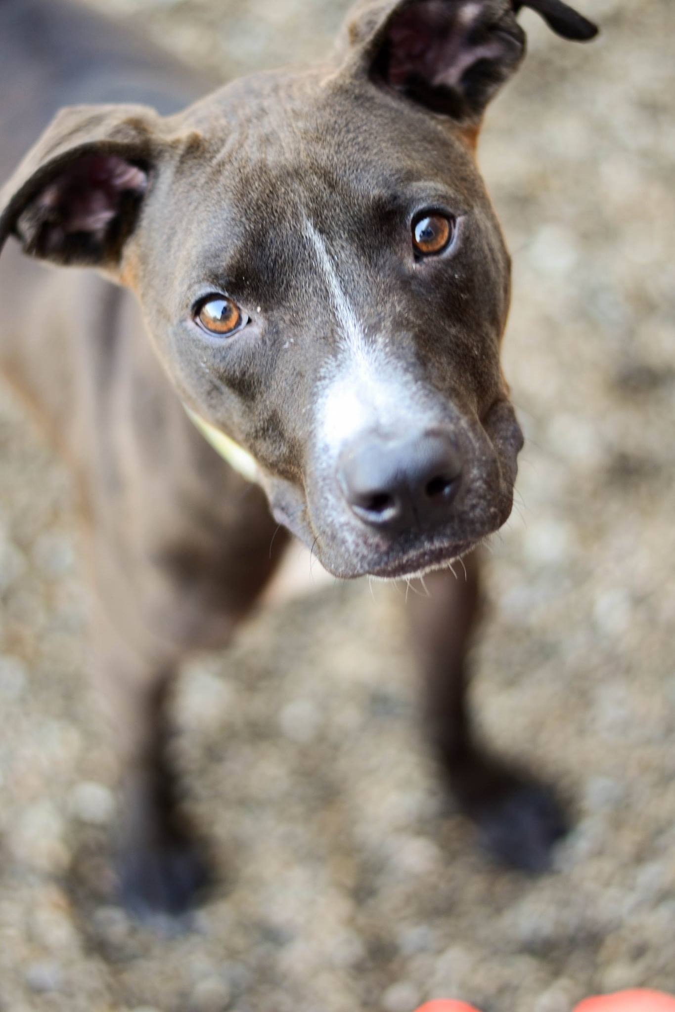 Pets For Adoption At Lucas County Canine Care Control In Toledo Oh Petfinder