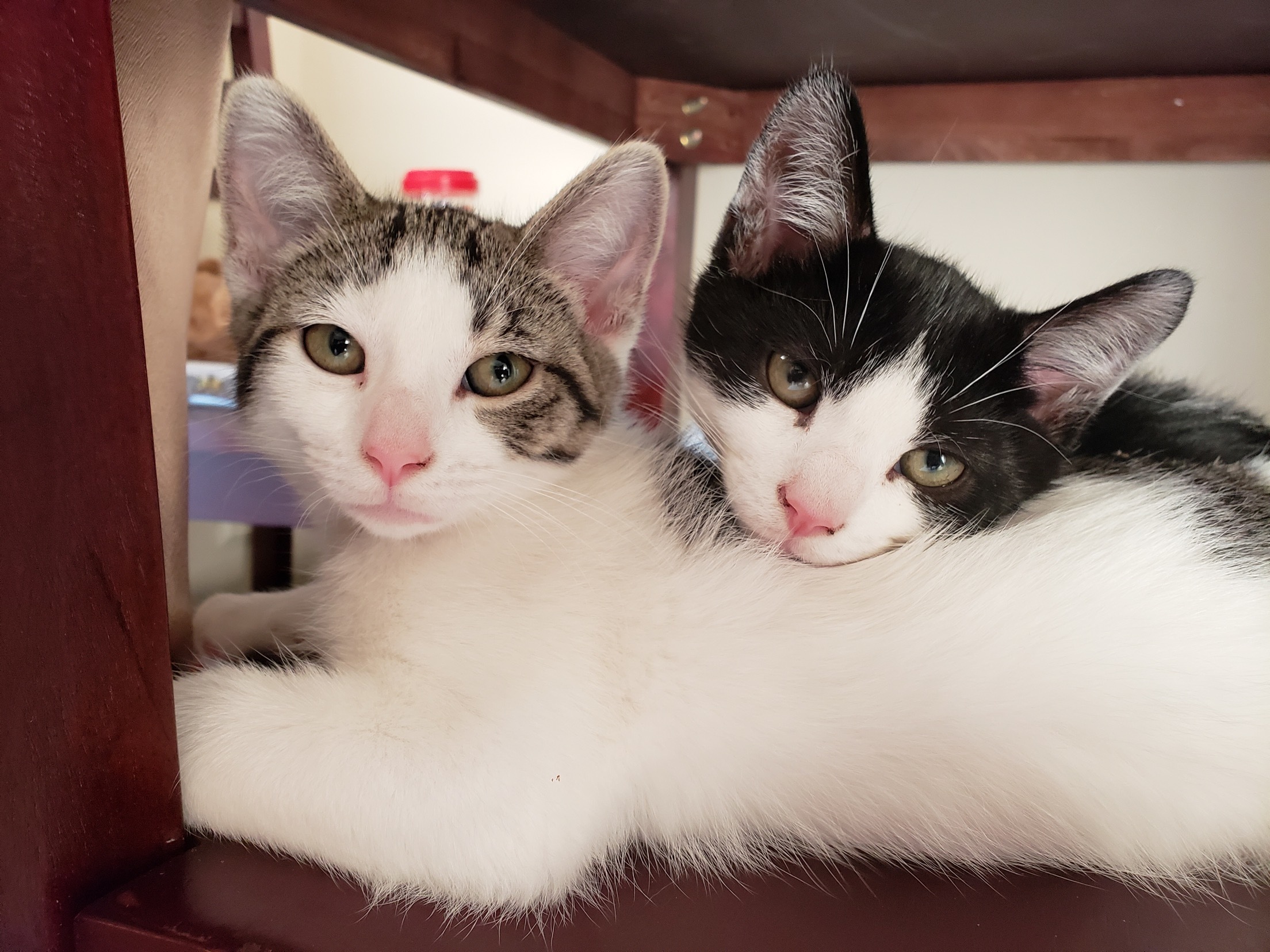 Adoption info — Cat Welfare Association