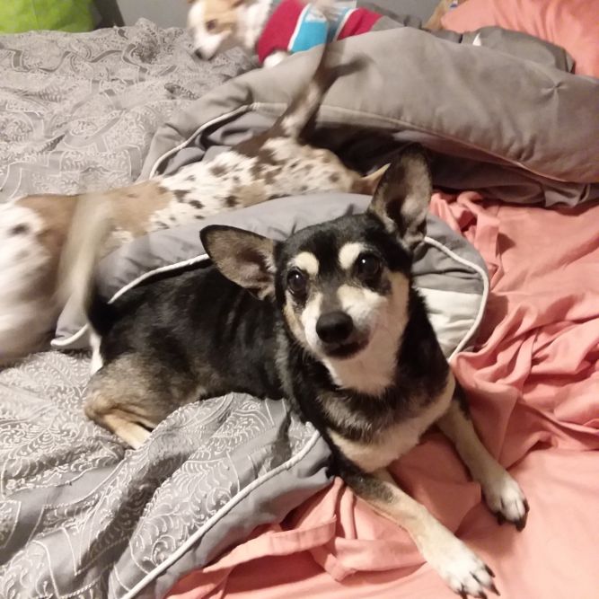 Pets for Adoption at Mini Mutts Rescue, in North Olmsted, OH Petfinder