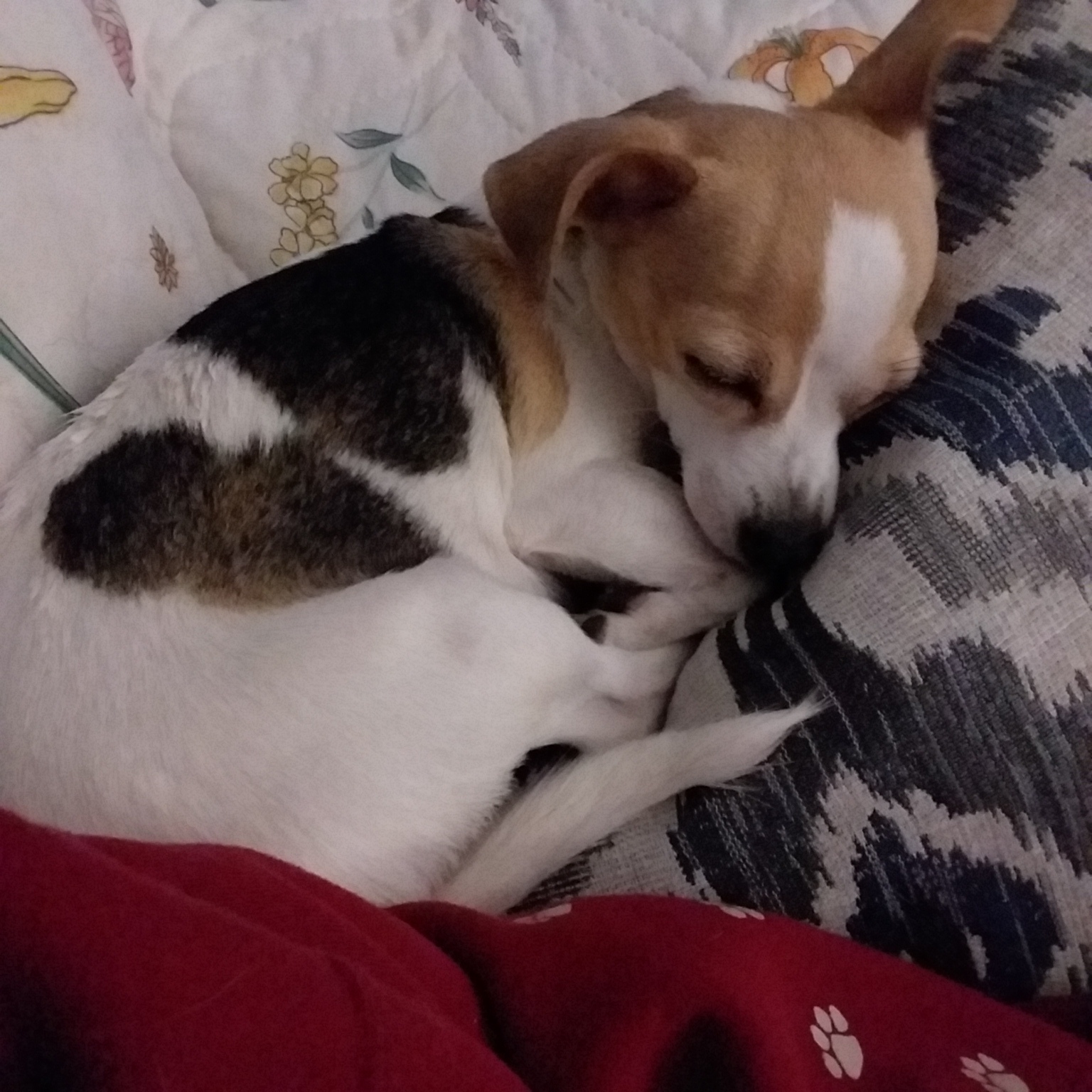 Pets for Adoption at Mini Mutts Rescue, in North Olmsted, OH Petfinder