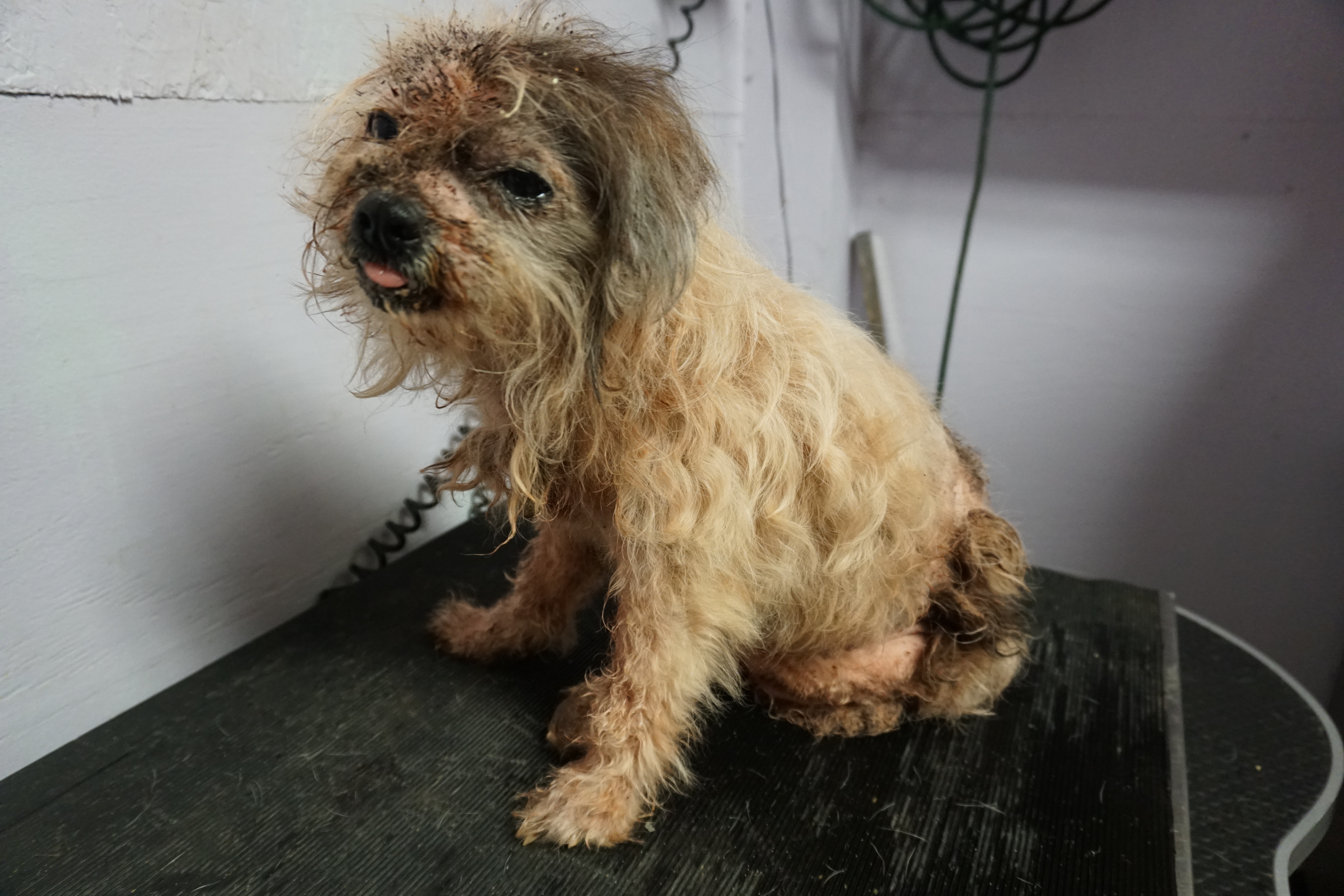 Hoobly Classifieds Pets Ohio - gsnook0
