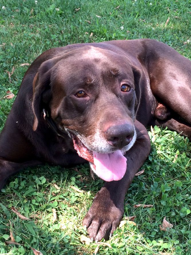 Lake Erie Labrador Retriever Rescue