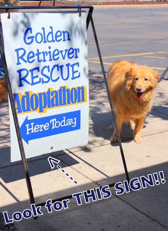 Golden Retriever Rescue Resource