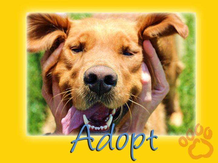 Adopt anytime at www.gr-rescue.org