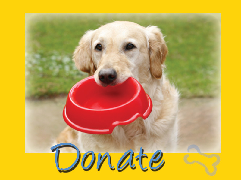 Pets For Adoption At Golden Retriever Rescue Resource In Waterville Oh Petfinder