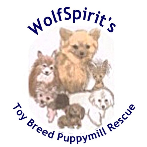 Toy Breed Puppymill Rescue 
