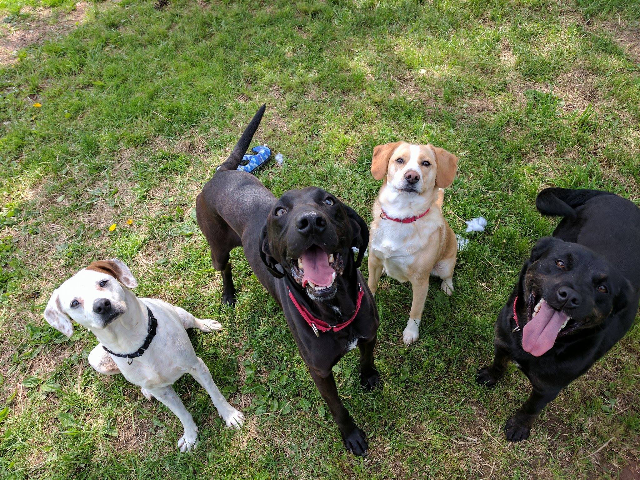 Pets for Adoption at Columbiana County Dog Pound & Adoption Center, in ...