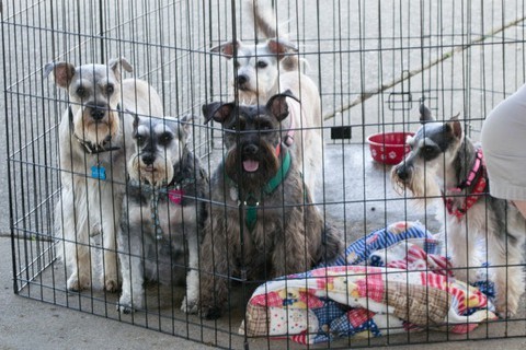 Standard schnauzer store rescue near me