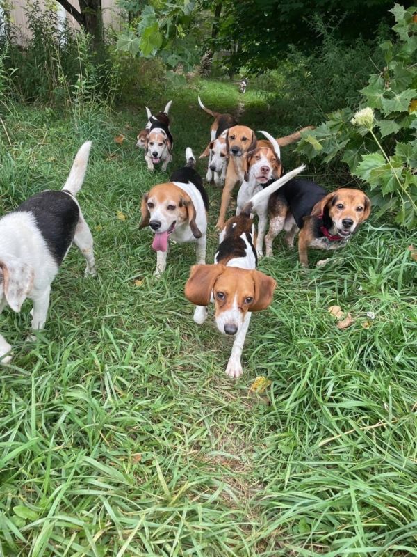 Beagles rrrrrrr Us