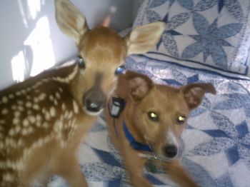 Baby the deer and Molly 3 legs