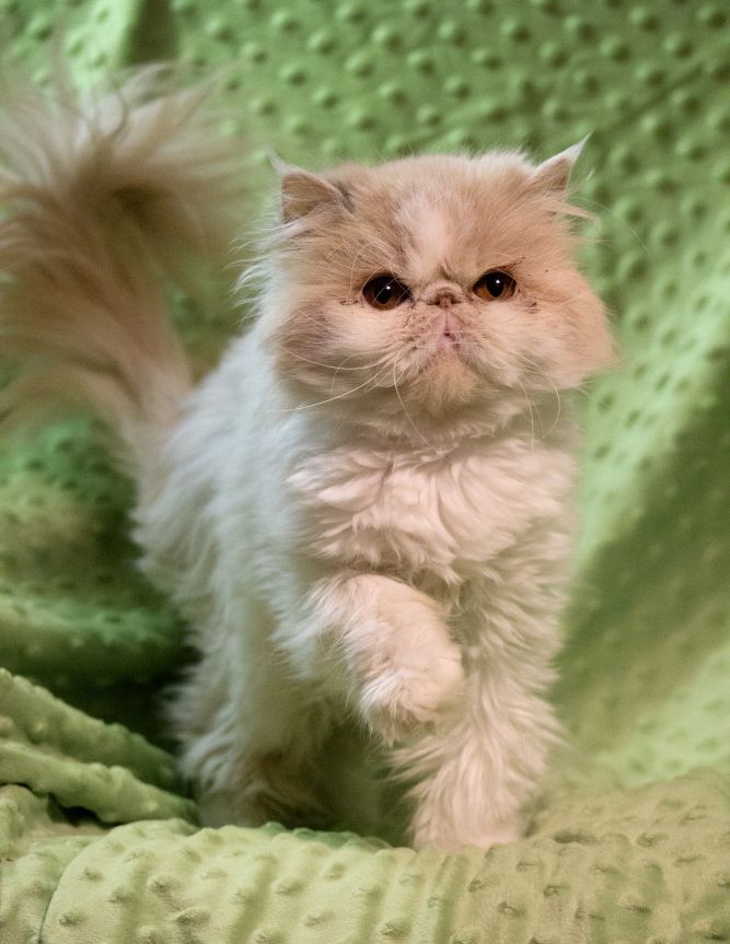 Persian Purebred Purrbaby Rescue