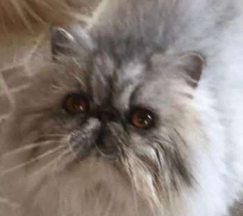 Purebred persian best sale kittens for sale