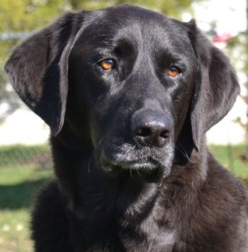 Black lab store rescue near me