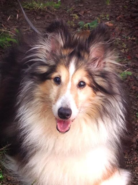 shelties for rehoming