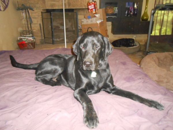Northeast Ohio Lab Rescue