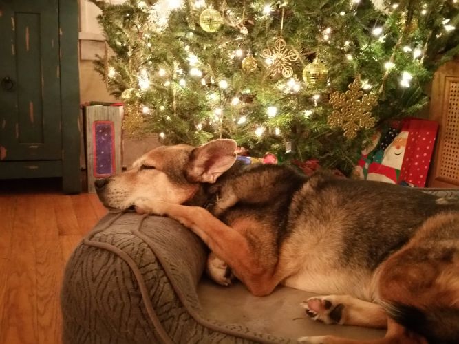 Foster Parents For Pooches