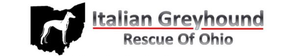 Italian Greyhound Rescue Ohio