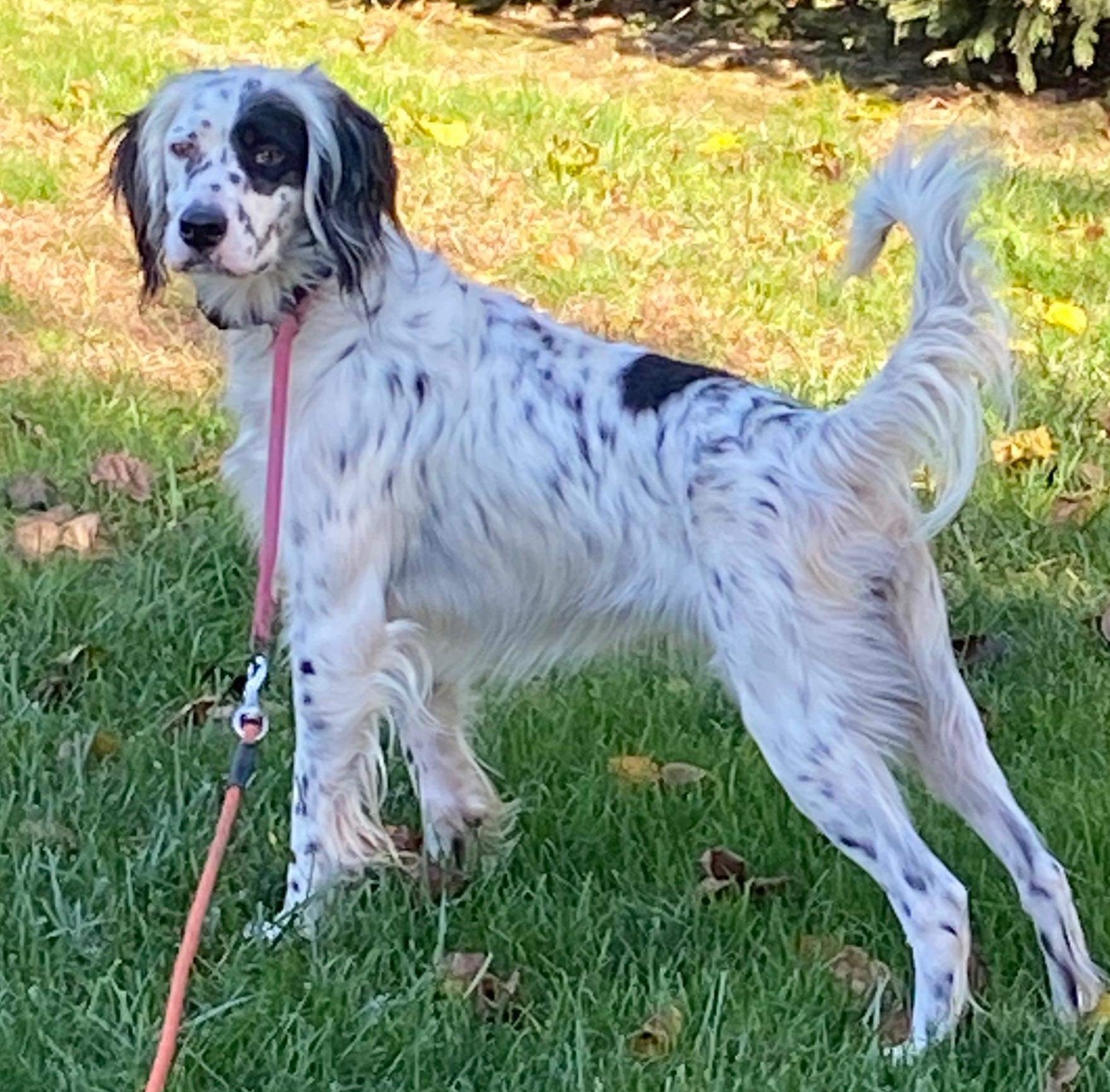 Pets For Adoption At Our English Setter Rescue In Hilliard Oh Petfinder