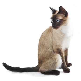 Siamese cat hot sale rescue near me