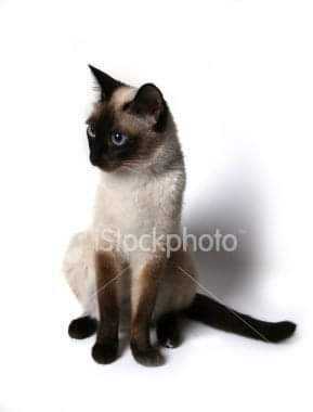 Blue's Mews Siamese Cat Rescue
