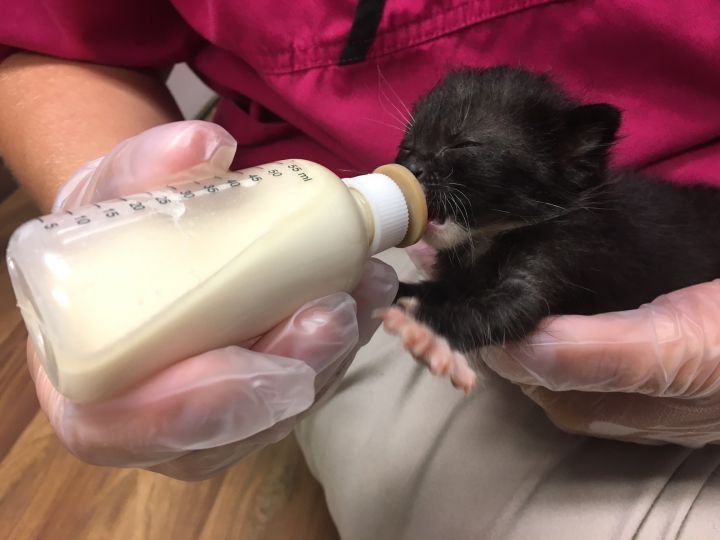 Pets for Adoption at Tiny Paws Kitten Rescue, in Stillwater, OK | Petfinder