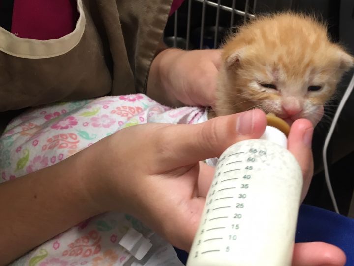 Pets for Adoption at Tiny Paws Kitten Rescue, in Stillwater, OK | Petfinder