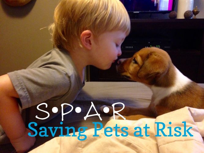 Saving Pets At Risk (SPAR)