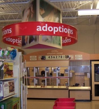 See our cats at PetSmart on NW Hwy & Rockwell