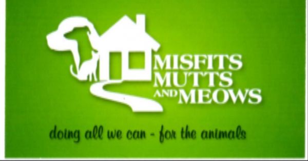 Misfits, Mutts and Meows