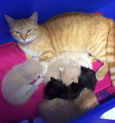 Rescued stray mom - kittens born at ARF