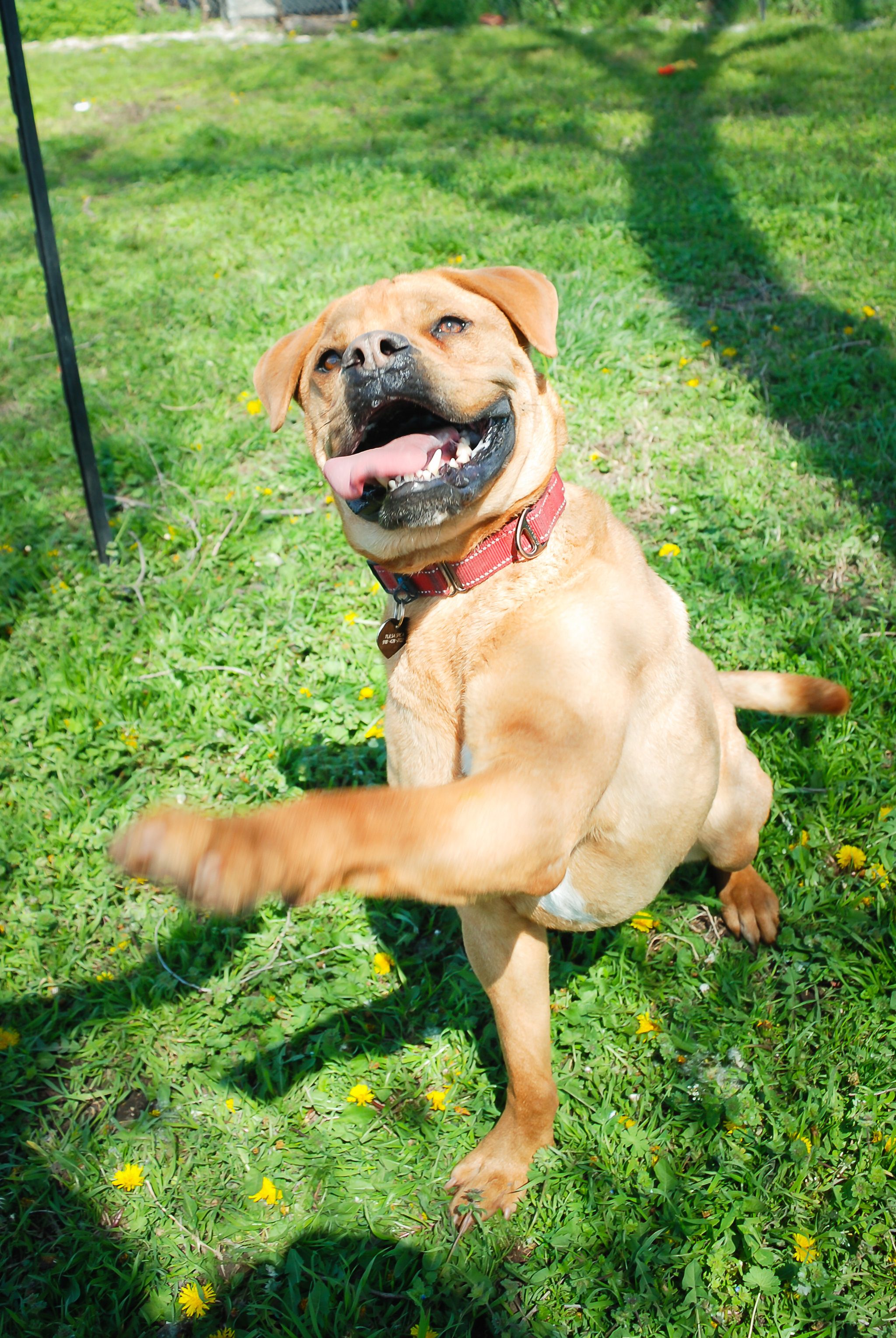 Pets For Adoption At Tulsa Spca In Tulsa Ok Petfinder