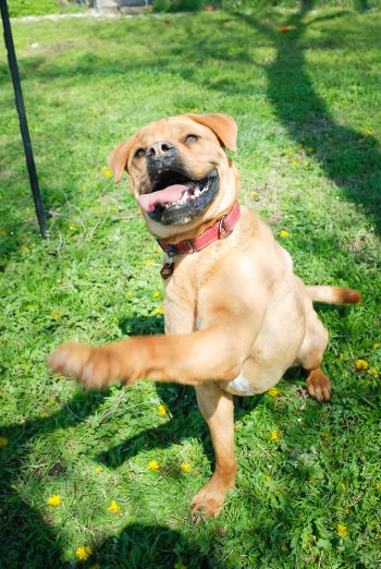 Hector wants to shake your hand!