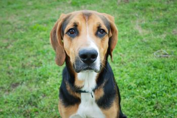 Petey with Puppy Dog Eyes