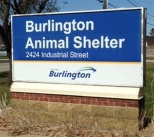 Pets for Adoption at Burlington Animal 