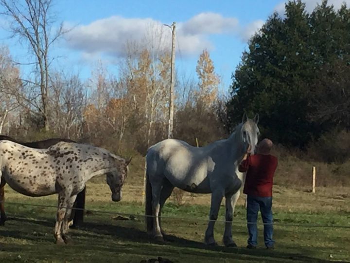 Equine Rescue