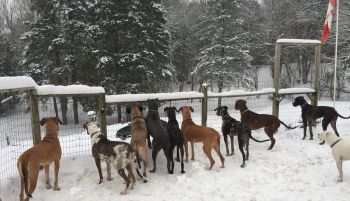 Great Dane/Giant Breed Canine Rescue
