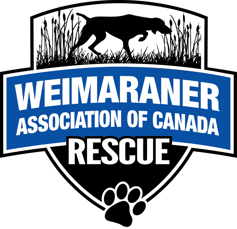 Pets for Adoption at Weimaraner Assoc of Canada, in ...