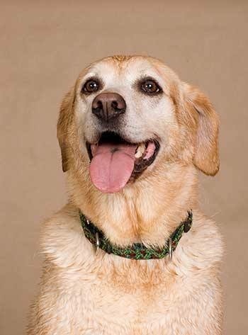 Pets for Adoption at HATTON DOG RESCUE, in Stouffville, ON | Petfinder