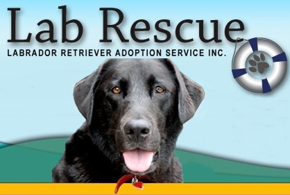 yellow lab rescues