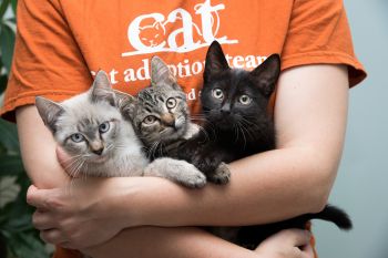 We find homes for 3,000+ cats & kittens annually