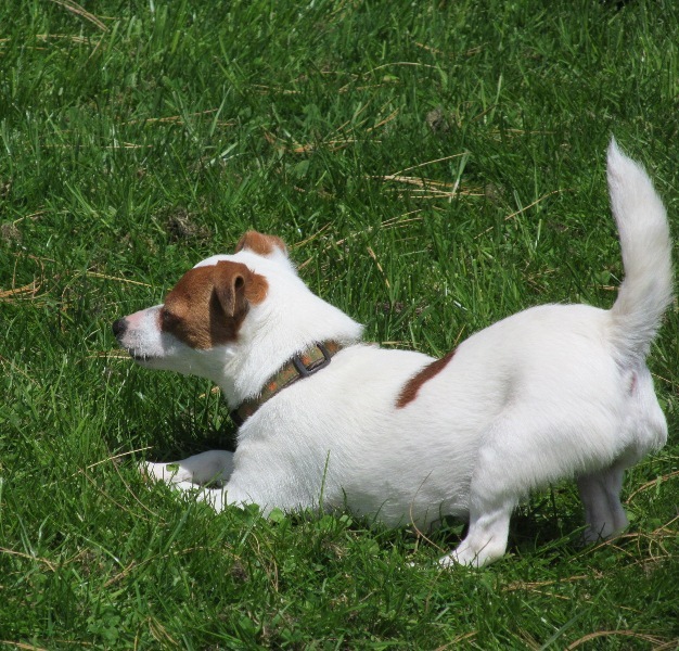 Jack Russell Rescue Oregon Washington & Idaho