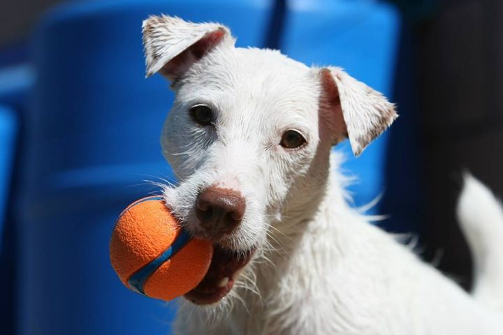 Jack russell terrier rescue deals oregon