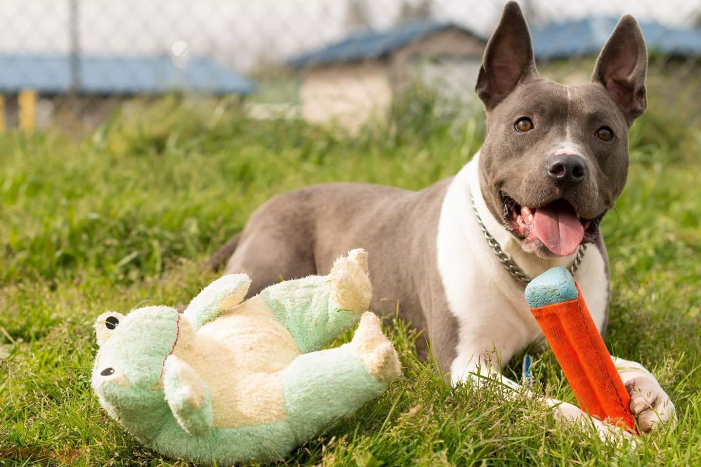 Reedsport K9 Shelter