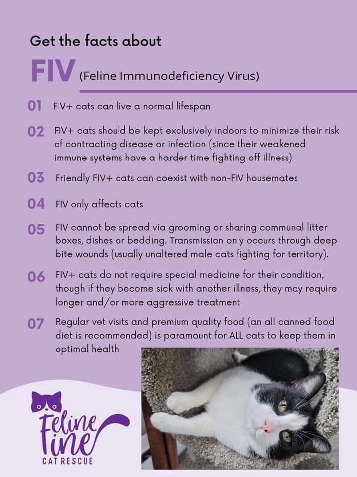 Learn about FIV vs. FeLV
