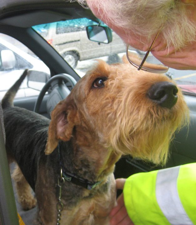 Northwest Airedale Terrier Rescue