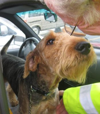 Airedale sales terrier rescue