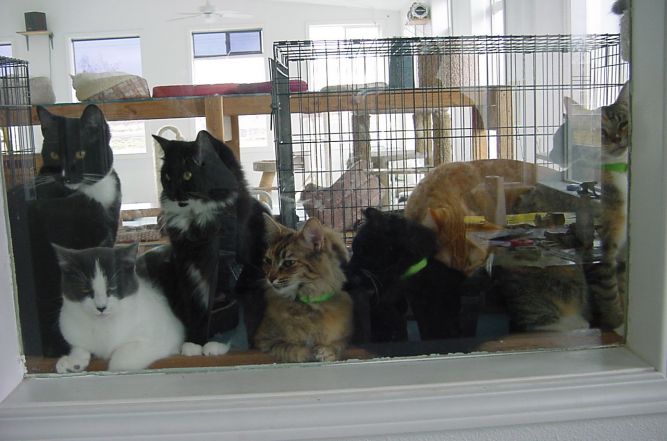 Pets For Adoption At Friends Of Pets Of Klamath Basin In Klamath Falls Or Petfinder