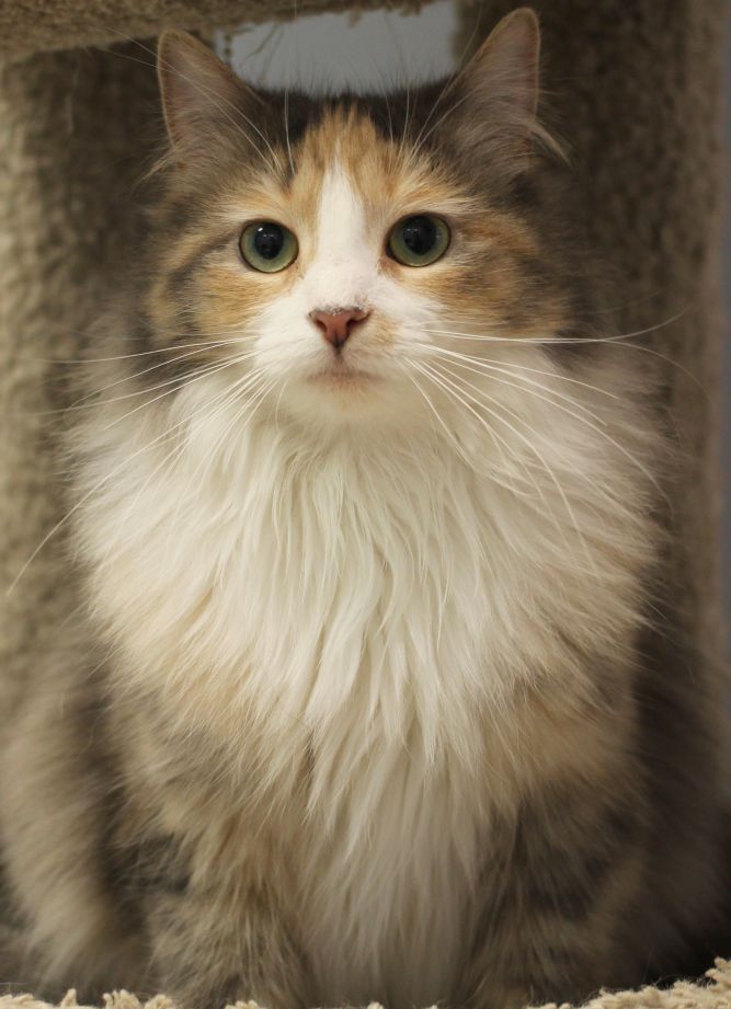 Furry Friends Network