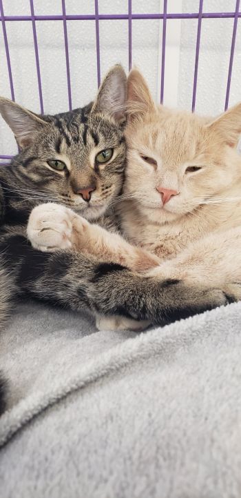 Make a friend with a shelter animal!